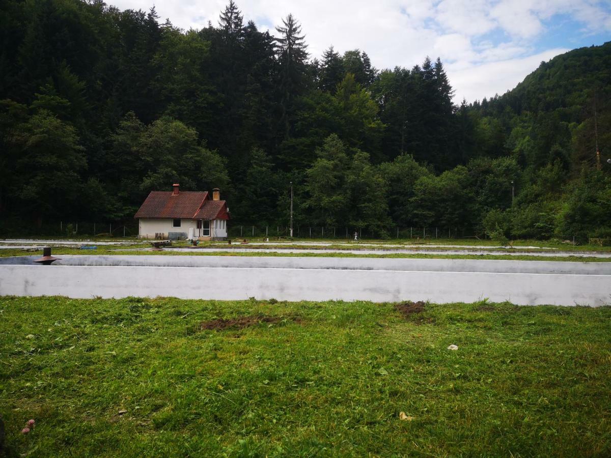 Hotel Floarea Reginei Statiunea Climaterica Sambata Exteriér fotografie
