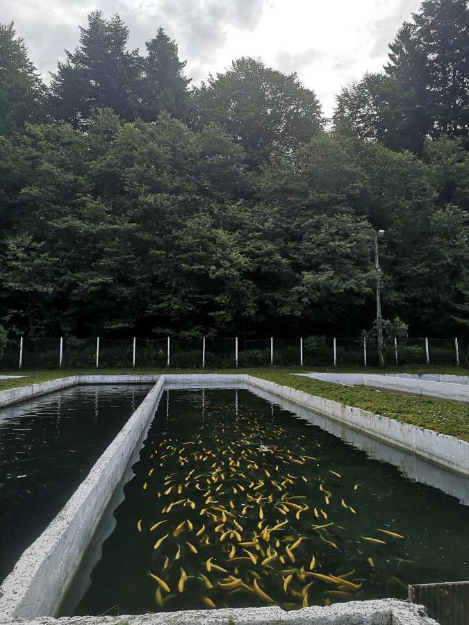 Hotel Floarea Reginei Statiunea Climaterica Sambata Exteriér fotografie